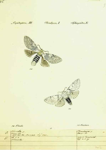Reproducción/Reproduction 9099329425: Hübner's papilio. S.l. :s.n.,1796-1841