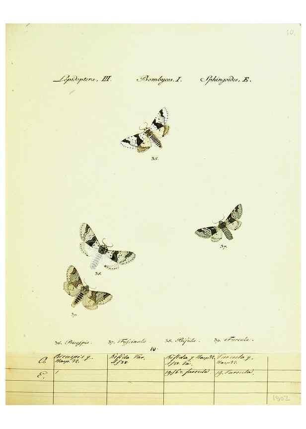 Reproducción/Reproduction 9099330521: Hübner's papilio. S.l. :s.n.,1796-1841