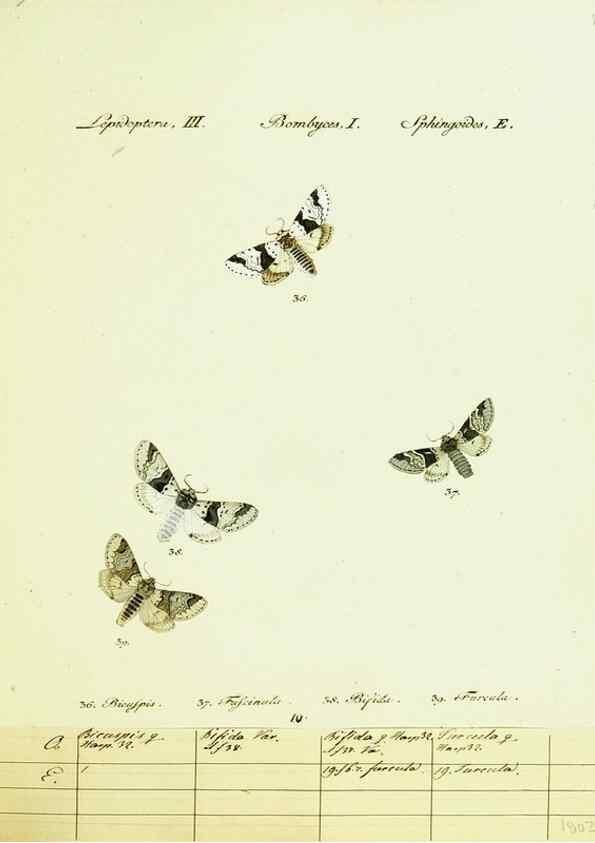 Reproducción/Reproduction 9099330521: Hübner's papilio. S.l. :s.n.,1796-1841