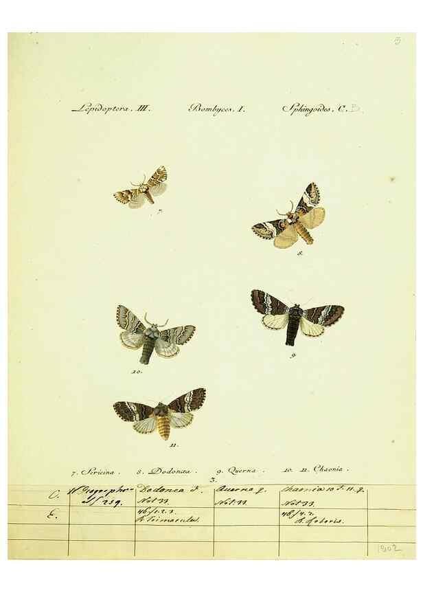 Reproducción/Reproduction 9101552896: Hübner's papilio. S.l. :s.n.,1796-1841