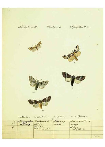 Reproducción/Reproduction 9101552896: Hübner's papilio. S.l. :s.n.,1796-1841