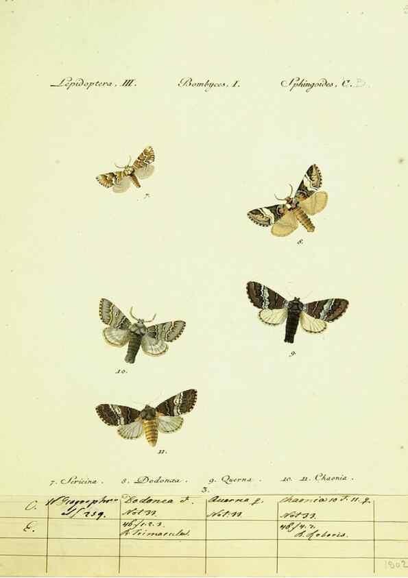 Reproducción/Reproduction 9101552896: Hübner's papilio. S.l. :s.n.,1796-1841