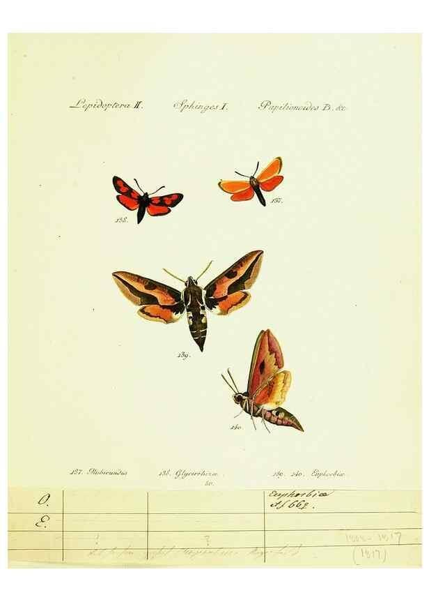 Reproducción/Reproduction 9099309493: Hübner's papilio. S.l. :s.n.,1796-1841