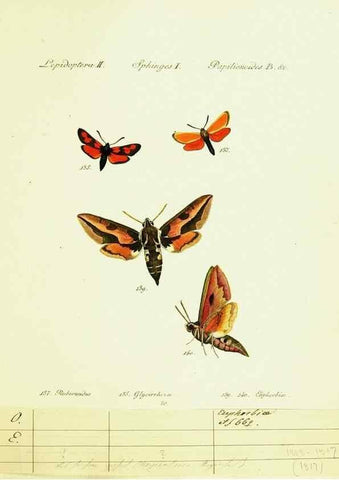 Reproducción/Reproduction 9099309493: Hübner's papilio. S.l. :s.n.,1796-1841