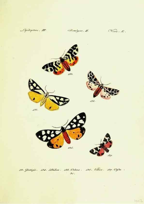 Reproducción/Reproduction 9099358979: Hübner's papilio. S.l. :s.n.,1796-1841