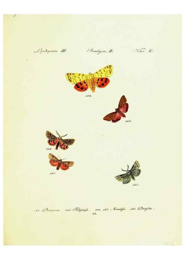 Reproducción/Reproduction 9101592570: Hübner's papilio. S.l. :s.n.,1796-1841