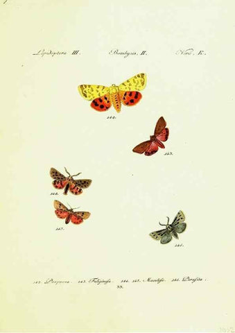Reproducción/Reproduction 9101592570: Hübner's papilio. S.l. :s.n.,1796-1841