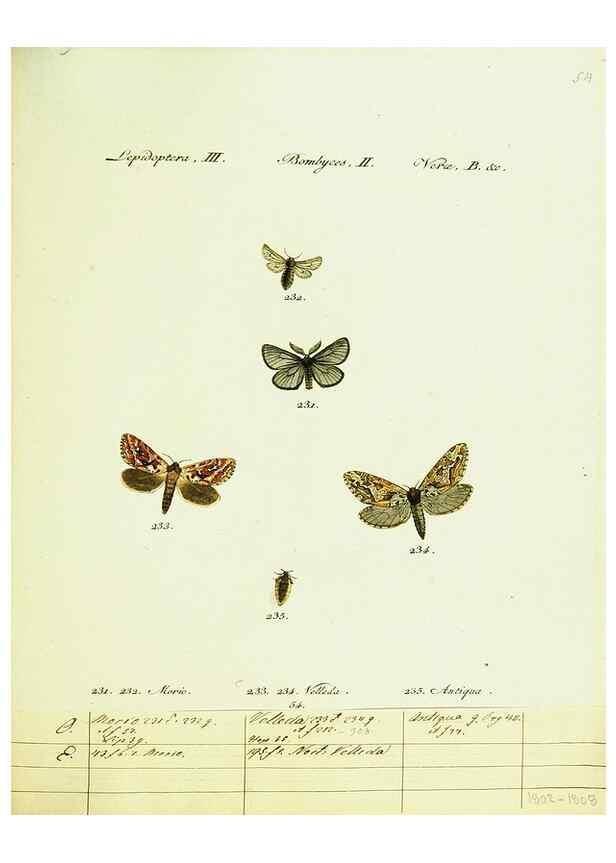 Reproducción/Reproduction 9099388135: Hübner's papilio. S.l. :s.n.,1796-1841