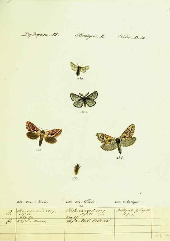 Reproducción/Reproduction 9099388135: Hübner's papilio. S.l. :s.n.,1796-1841