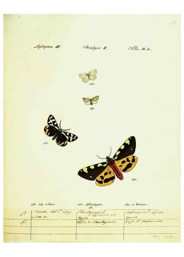 Reproducción/Reproduction 9101620900: Hübner's papilio. S.l. :s.n.,1796-1841