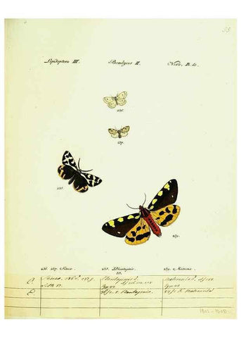 Reproducción/Reproduction 9101620900: Hübner's papilio. S.l. :s.n.,1796-1841
