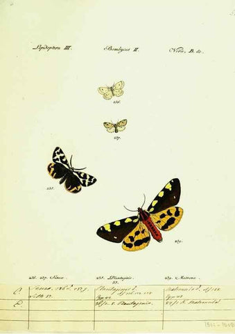 Reproducción/Reproduction 9101620900: Hübner's papilio. S.l. :s.n.,1796-1841