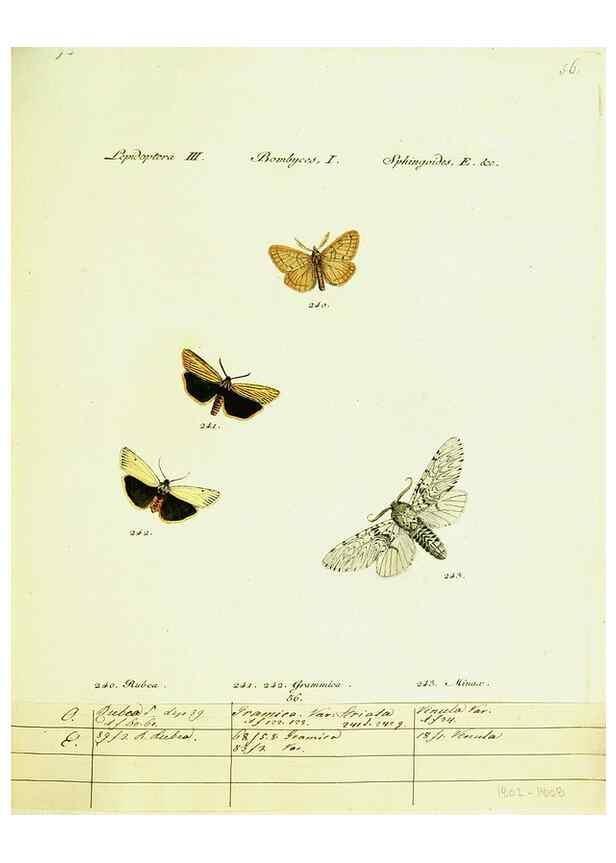 Reproducción/Reproduction 9099391007: Hübner's papilio. S.l. :s.n.,1796-1841