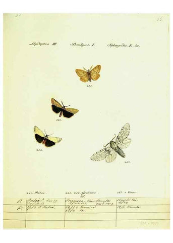 Reproducción/Reproduction 9099391007: Hübner's papilio. S.l. :s.n.,1796-1841