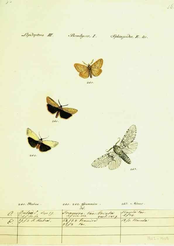 Reproducción/Reproduction 9099391007: Hübner's papilio. S.l. :s.n.,1796-1841