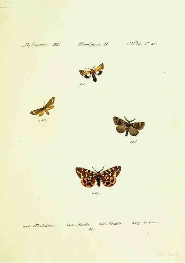 Reproducción/Reproduction 9101623548: Hübner's papilio. S.l. :s.n.,1796-1841