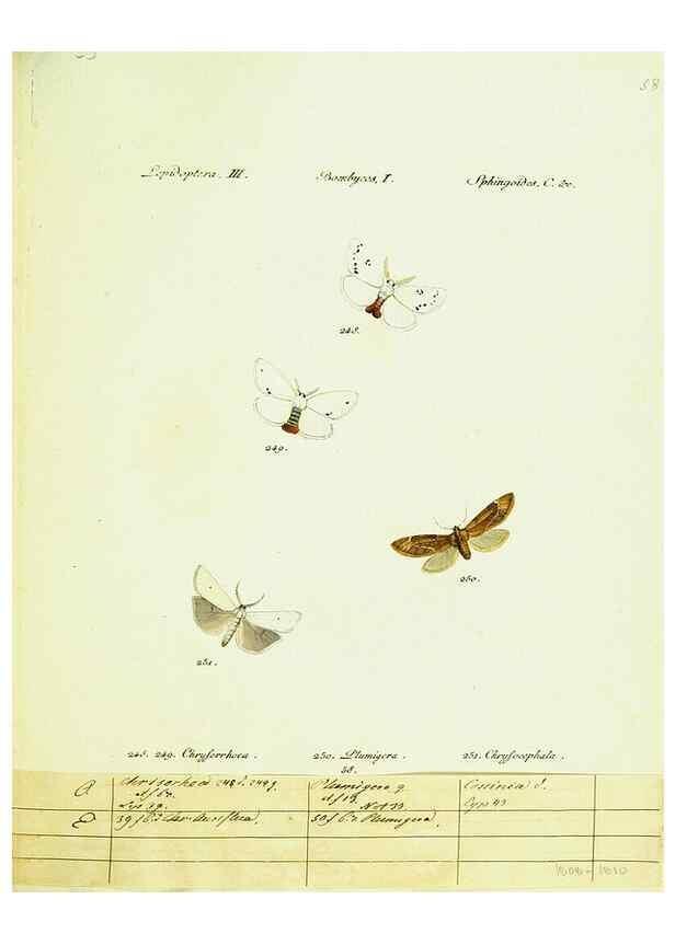 Reproducción/Reproduction 9099393539: Hübner's papilio. S.l. :s.n.,1796-1841