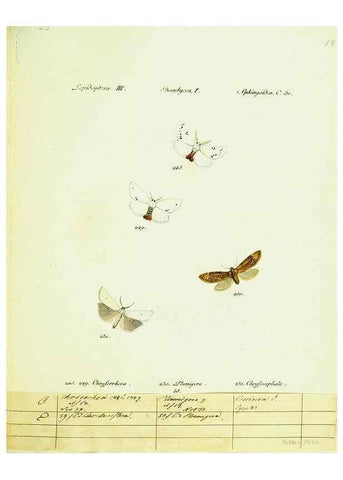 Reproducción/Reproduction 9099393539: Hübner's papilio. S.l. :s.n.,1796-1841