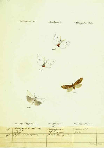 Reproducción/Reproduction 9099393539: Hübner's papilio. S.l. :s.n.,1796-1841