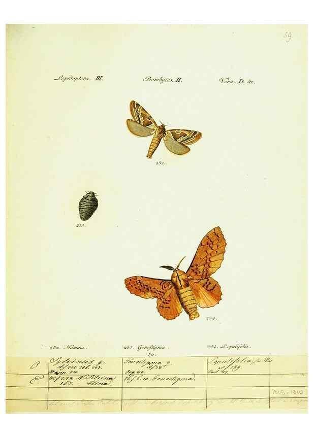 Reproducción/Reproduction 9101626366: Hübner's papilio. S.l. :s.n.,1796-1841