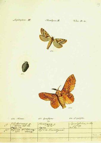 Reproducción/Reproduction 9101626366: Hübner's papilio. S.l. :s.n.,1796-1841