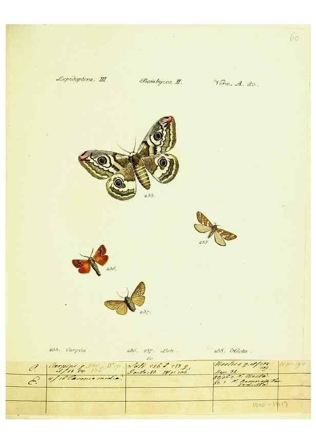 Reproducción/Reproduction 9101627688: Hübner's papilio. S.l. :s.n.,1796-1841