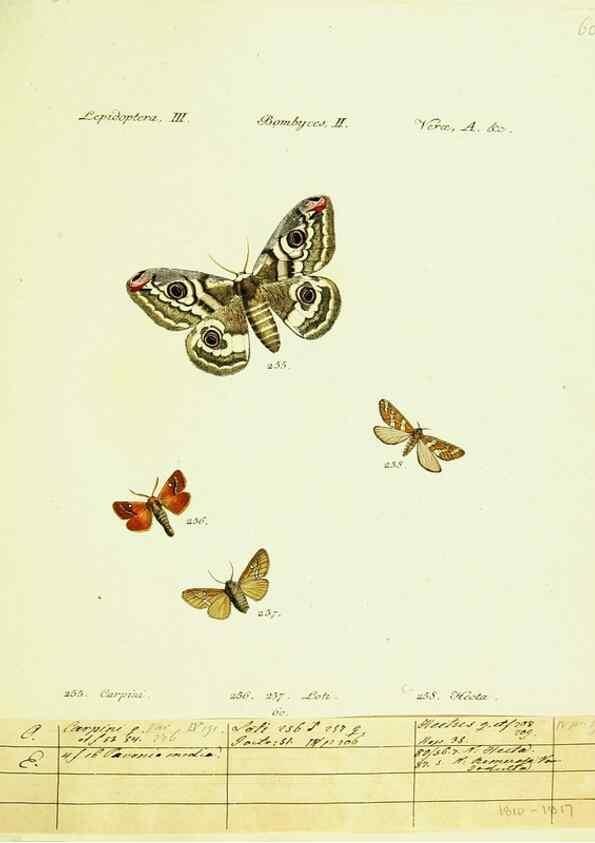Reproducción/Reproduction 9101627688: Hübner's papilio. S.l. :s.n.,1796-1841