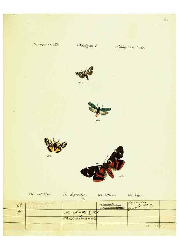 Reproducción/Reproduction 9099397753: Hübner's papilio. S.l. :s.n.,1796-1841