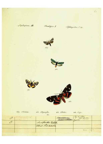 Reproducción/Reproduction 9099397753: Hübner's papilio. S.l. :s.n.,1796-1841