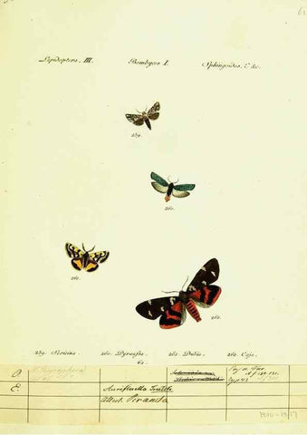 Reproducción/Reproduction 9099397753: Hübner's papilio. S.l. :s.n.,1796-1841