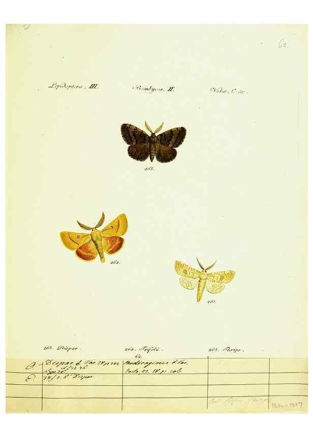 Reproducción/Reproduction 9099399105: Hübner's papilio. S.l. :s.n.,1796-1841