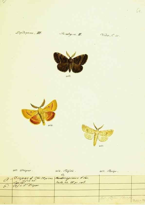 Reproducción/Reproduction 9099399105: Hübner's papilio. S.l. :s.n.,1796-1841