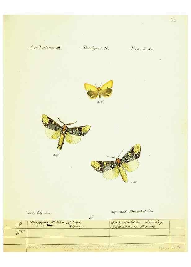 Reproducción/Reproduction 9101633154: Hübner's papilio. S.l. :s.n.,1796-1841