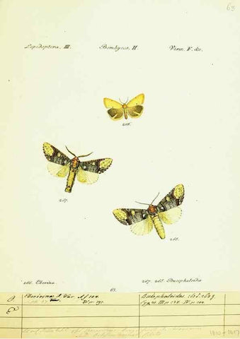 Reproducción/Reproduction 9101633154: Hübner's papilio. S.l. :s.n.,1796-1841