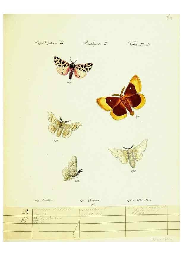 Reproducción/Reproduction 9099403075: Hübner's papilio. S.l. :s.n.,1796-1841
