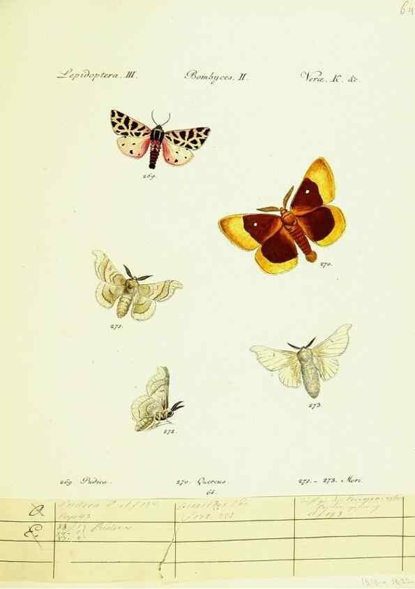 Reproducción/Reproduction 9099403075: Hübner's papilio. S.l. :s.n.,1796-1841
