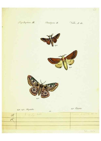 Reproducción/Reproduction 9101636498: Hübner's papilio. S.l. :s.n.,1796-1841