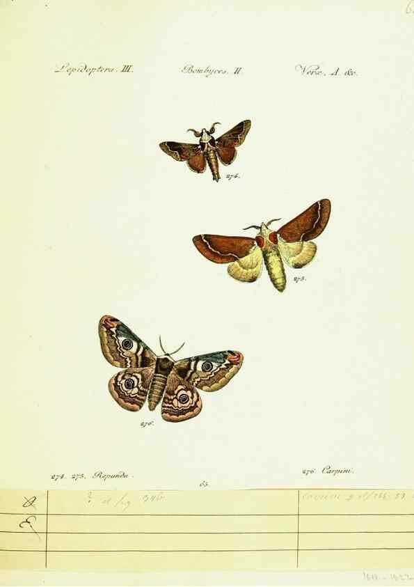 Reproducción/Reproduction 9101636498: Hübner's papilio. S.l. :s.n.,1796-1841
