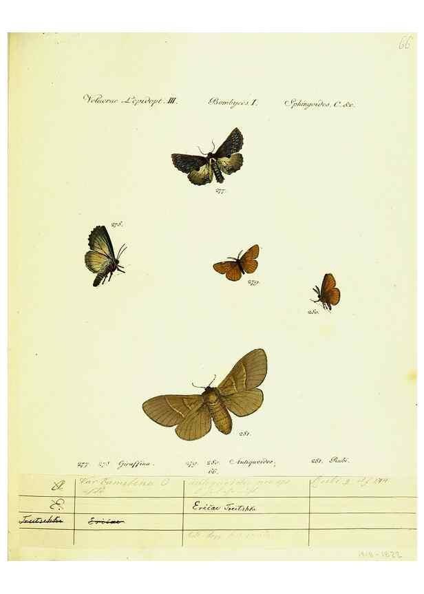 Reproducción/Reproduction 9099406253: Hübner's papilio. S.l. :s.n.,1796-1841