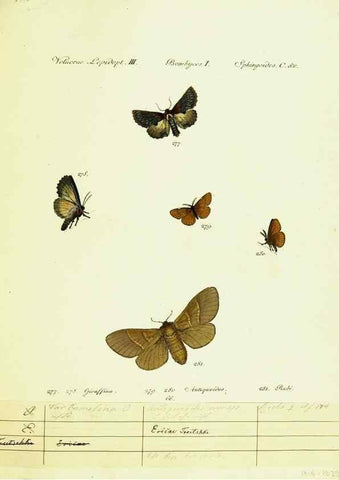 Reproducción/Reproduction 9099406253: Hübner's papilio. S.l. :s.n.,1796-1841