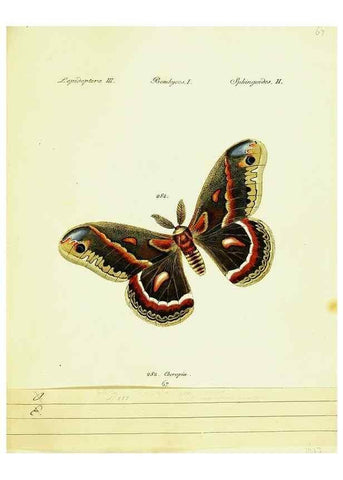 Reproducción/Reproduction 9101639854: Hübner's papilio. S.l. :s.n.,1796-1841