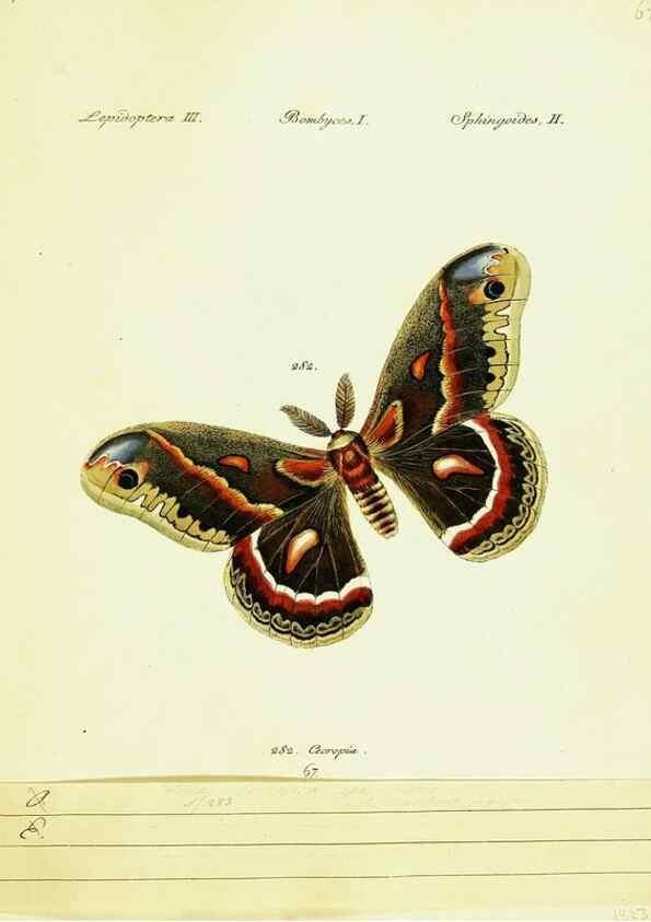 Reproducción/Reproduction 9101639854: Hübner's papilio. S.l. :s.n.,1796-1841