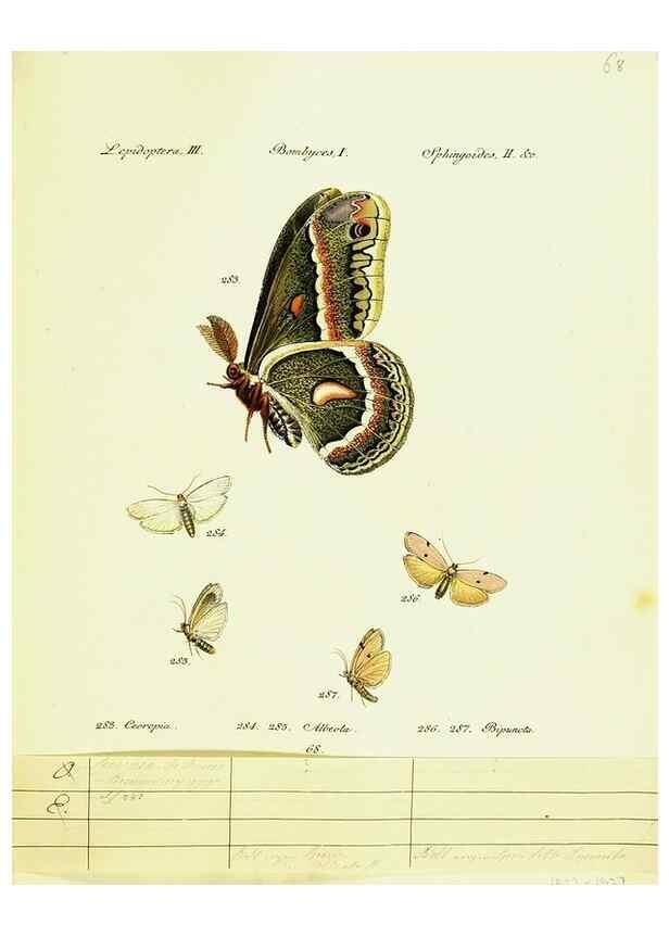 Reproducción/Reproduction 9101641214: Hübner's papilio. S.l. :s.n.,1796-1841