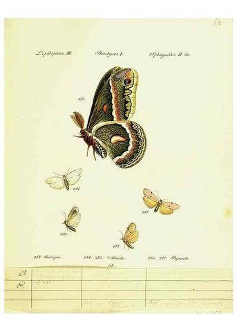 Reproducción/Reproduction 9101641214: Hübner's papilio. S.l. :s.n.,1796-1841
