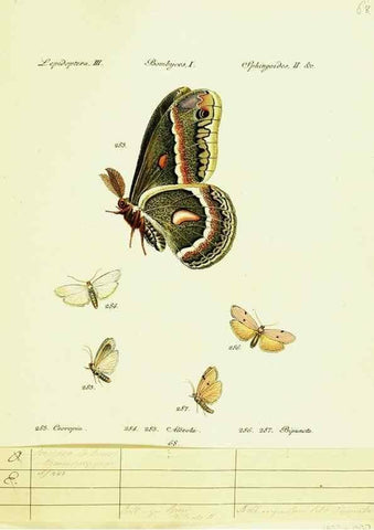 Reproducción/Reproduction 9101641214: Hübner's papilio. S.l. :s.n.,1796-1841