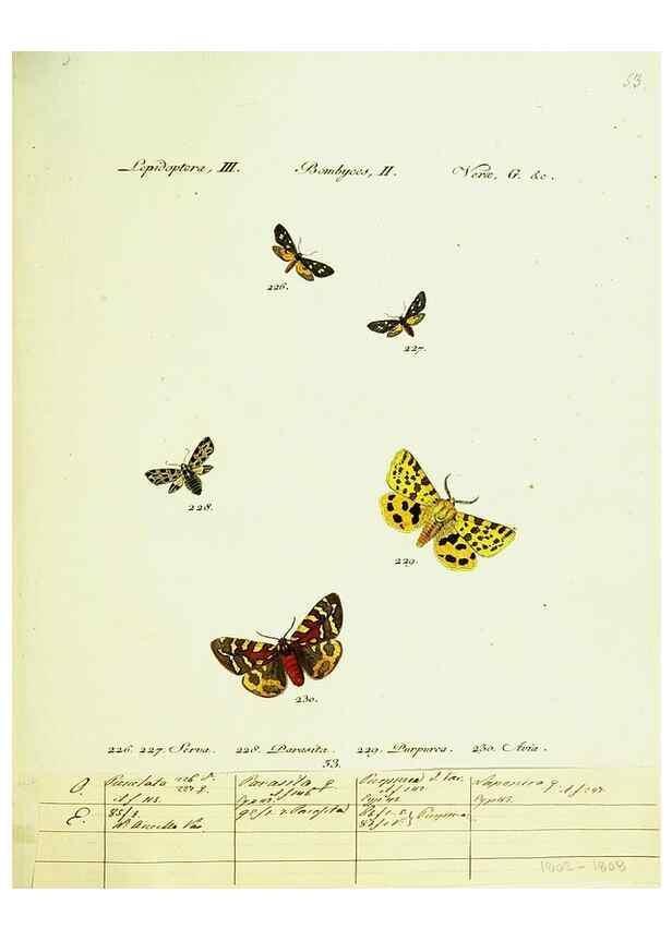 Reproducción/Reproduction 9101618200: Hübner's papilio. S.l. :s.n.,1796-1841