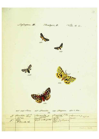 Reproducción/Reproduction 9101618200: Hübner's papilio. S.l. :s.n.,1796-1841