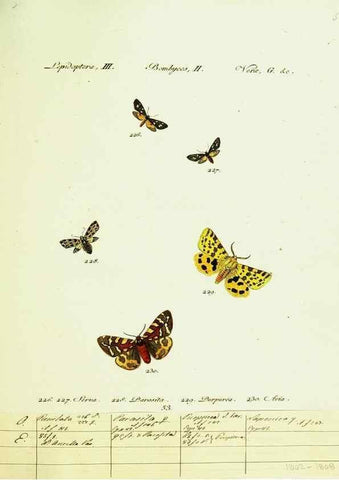 Reproducción/Reproduction 9101618200: Hübner's papilio. S.l. :s.n.,1796-1841