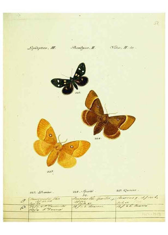 Reproducción/Reproduction 9099385655: Hübner's papilio. S.l. :s.n.,1796-1841