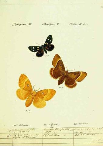 Reproducción/Reproduction 9099385655: Hübner's papilio. S.l. :s.n.,1796-1841